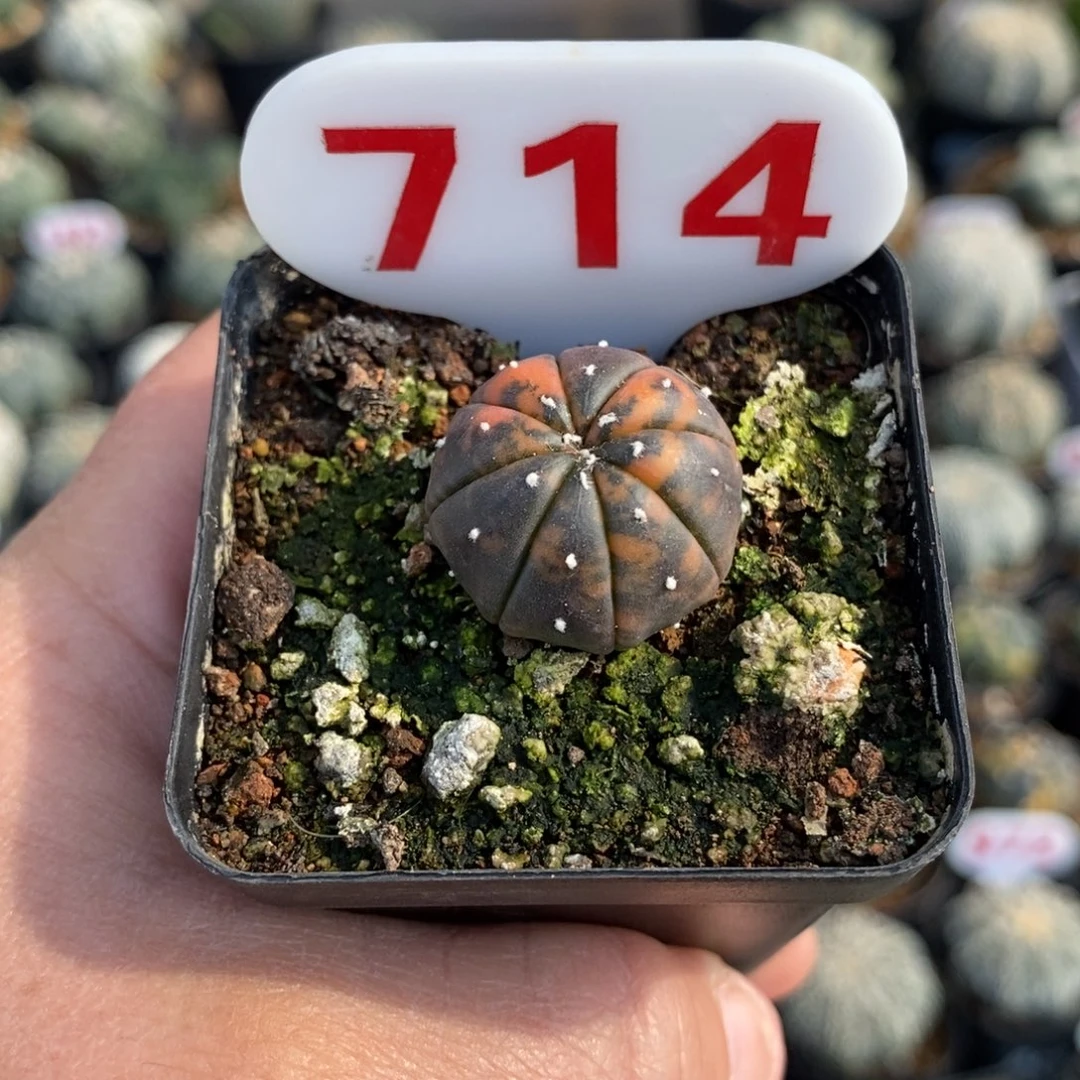 714兜锦福利多多