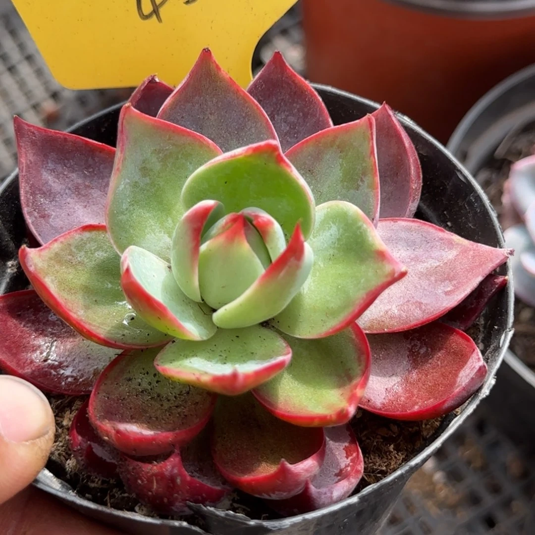 惊鸿一物一拍包装收缩花旱455