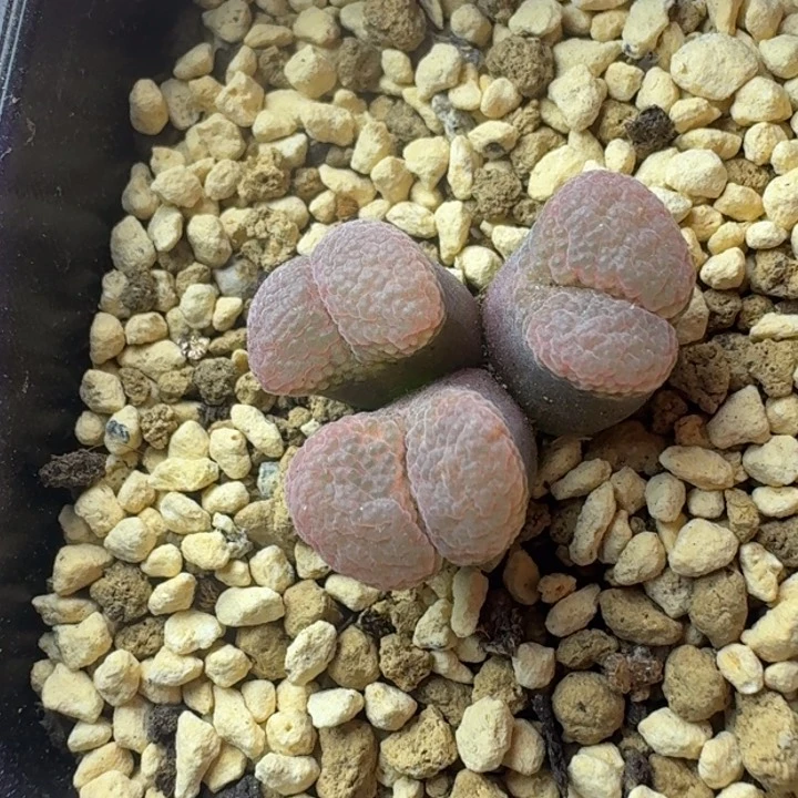 5号三头淡粉一物一拍