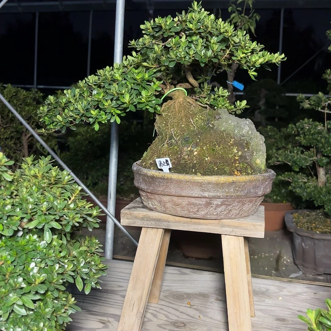 无花朵皓月杜鹃鵑之舞盆景