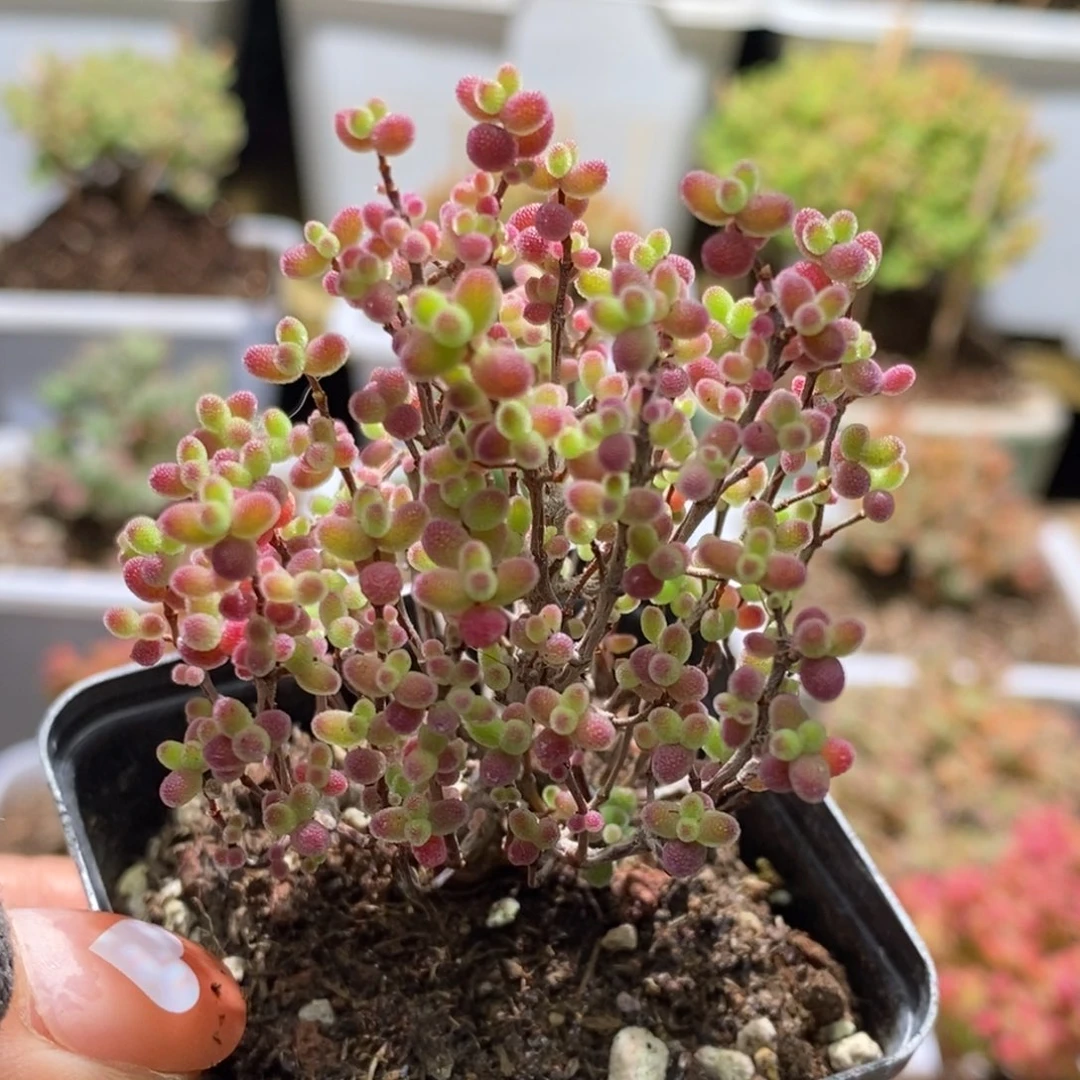 蜜桔糖球枝干番杏A594