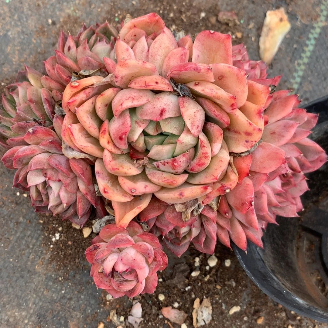 434杂交精品基地14厘米