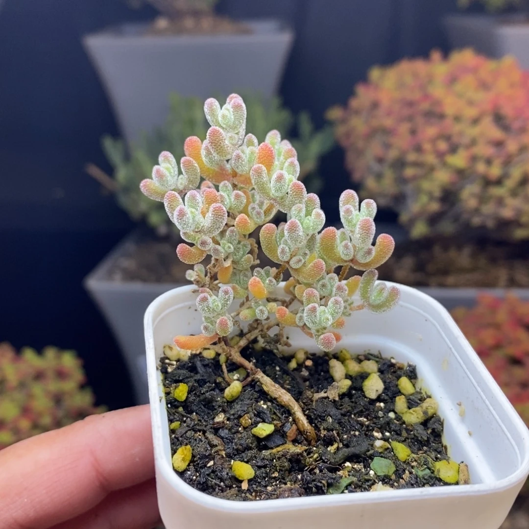 阳***森无花朵34号实生冰晶枝干