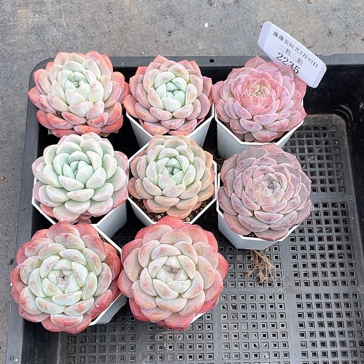 薇薇安园艺多肉2235