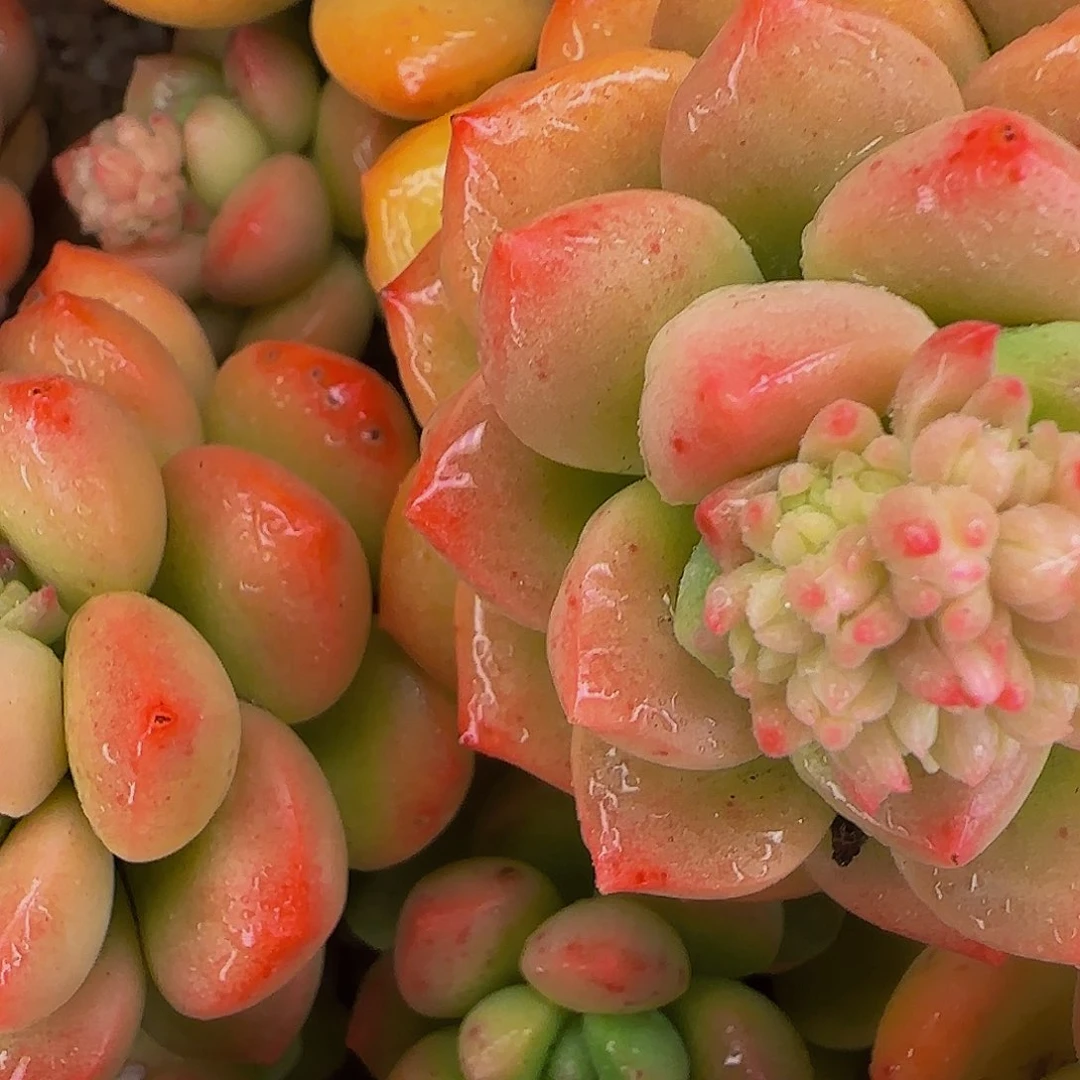 阿****龙他哈怕他爸爸