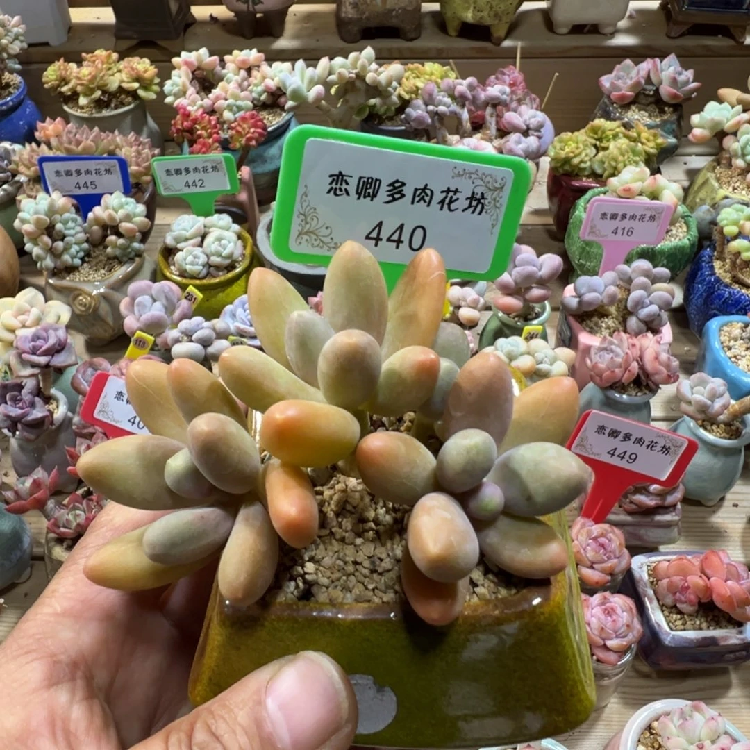 440糖果美人老桩4头