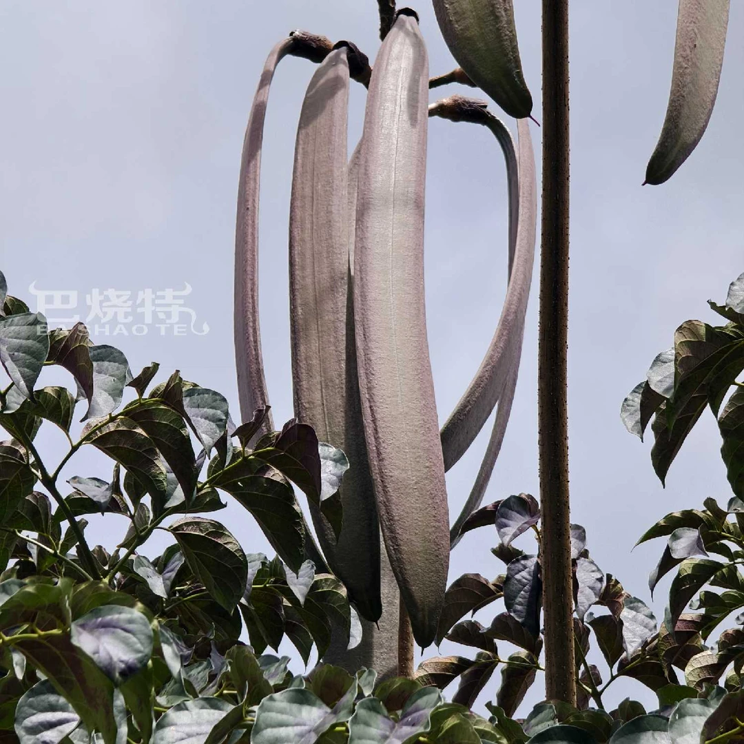 西双版纳新鲜木蝴蝶海船果千张纸当季食用现摘发货