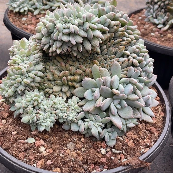石榴子星影缀化多肉