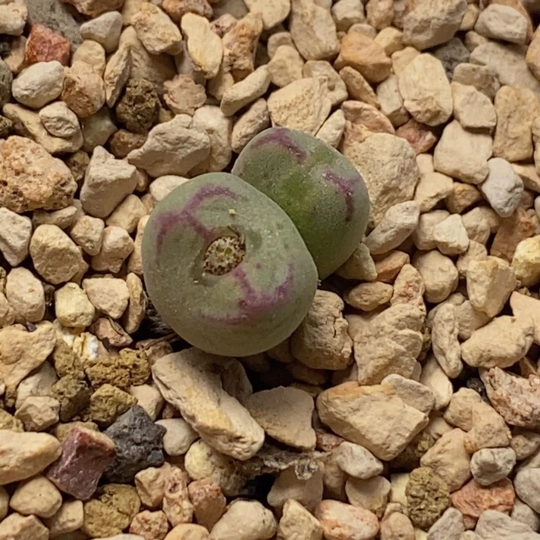 双头红线元宝双头红线元宝