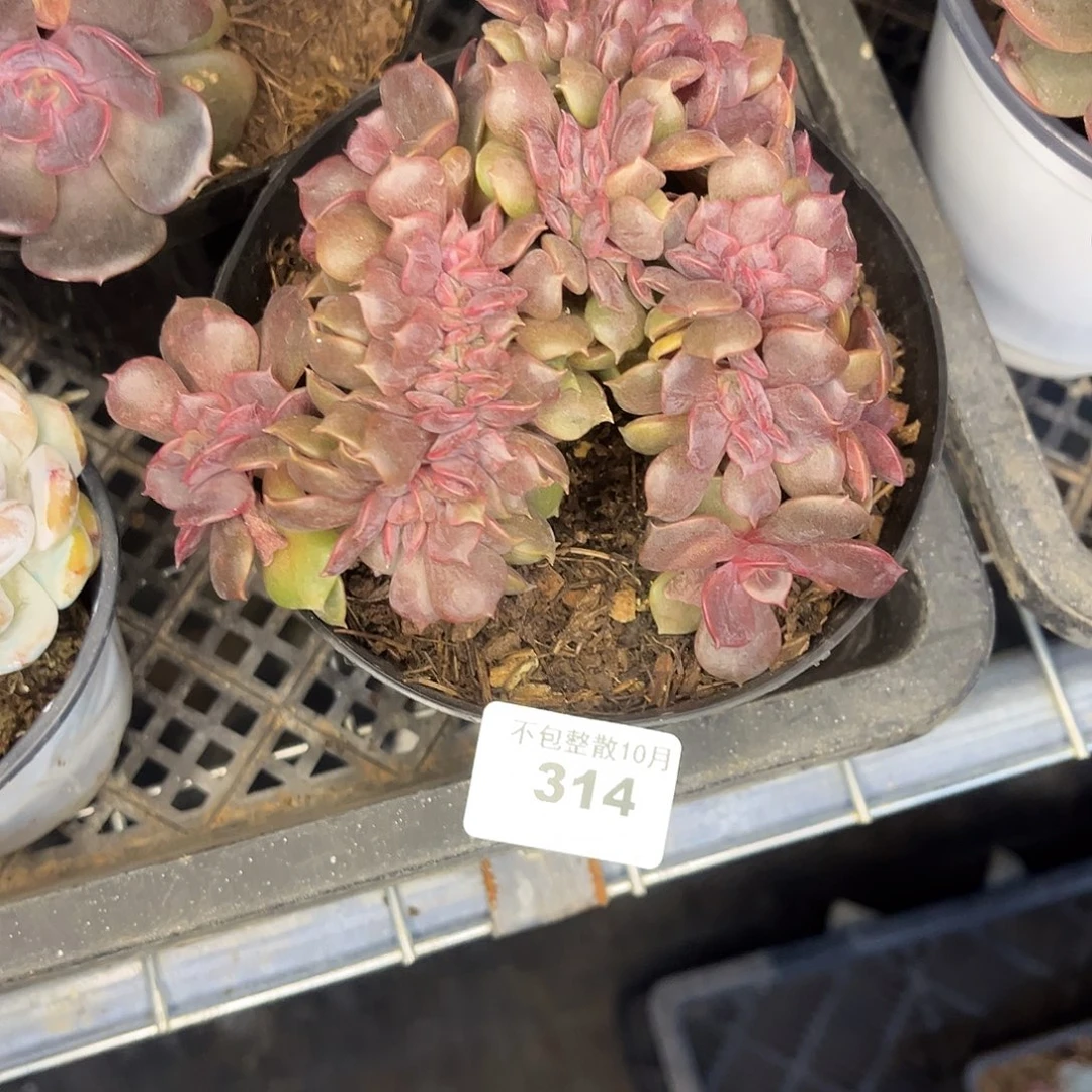 阿雅园艺。     313大红袍缀