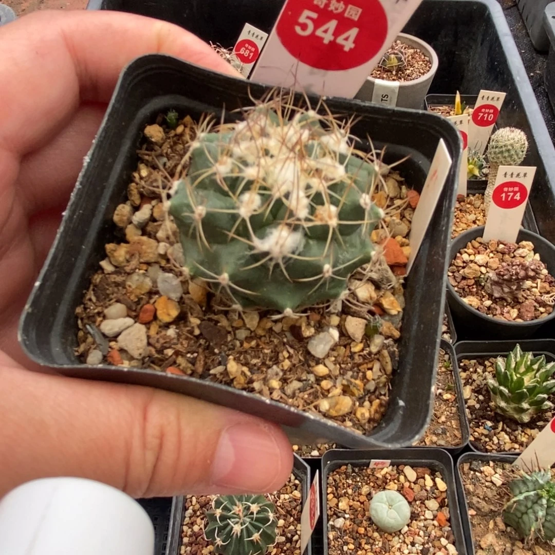 实生雪顶刘氏丸娇丽有雀斑3.9cm