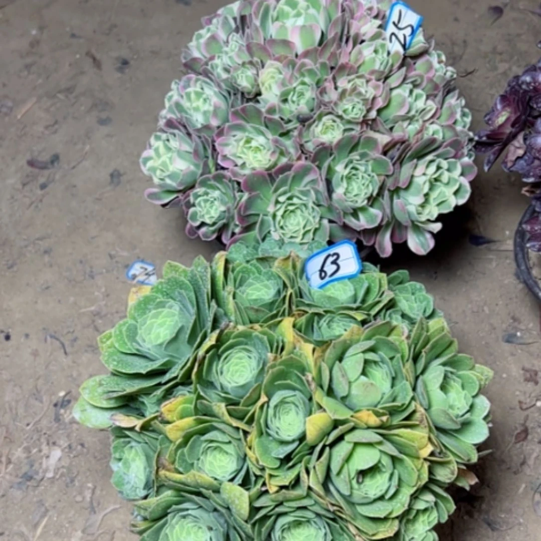 【闪购商品】多肉植物两个63