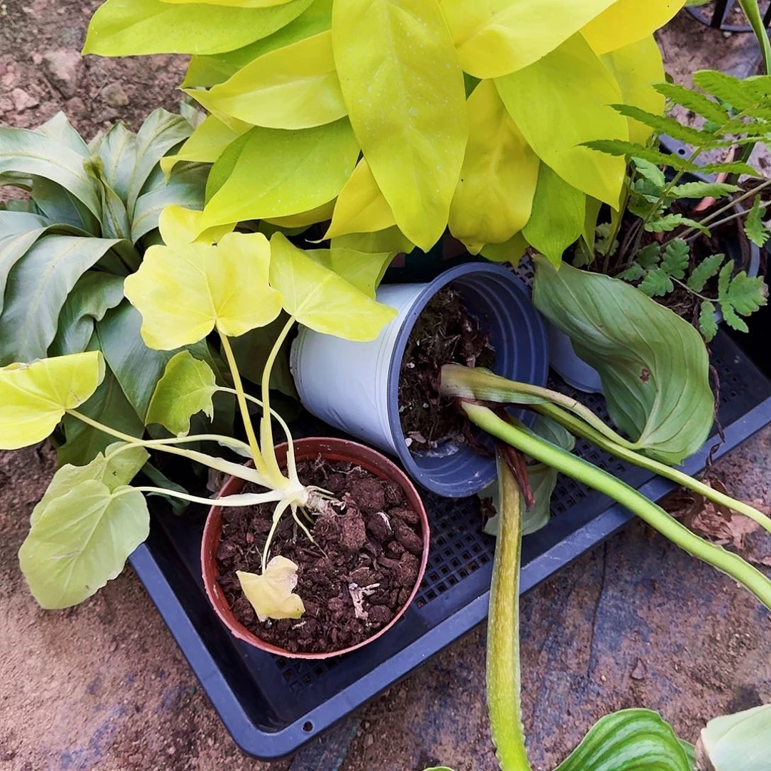 完全开放S虚组合无售后