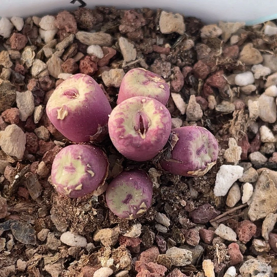 28-18嘴多肉植物肉锥