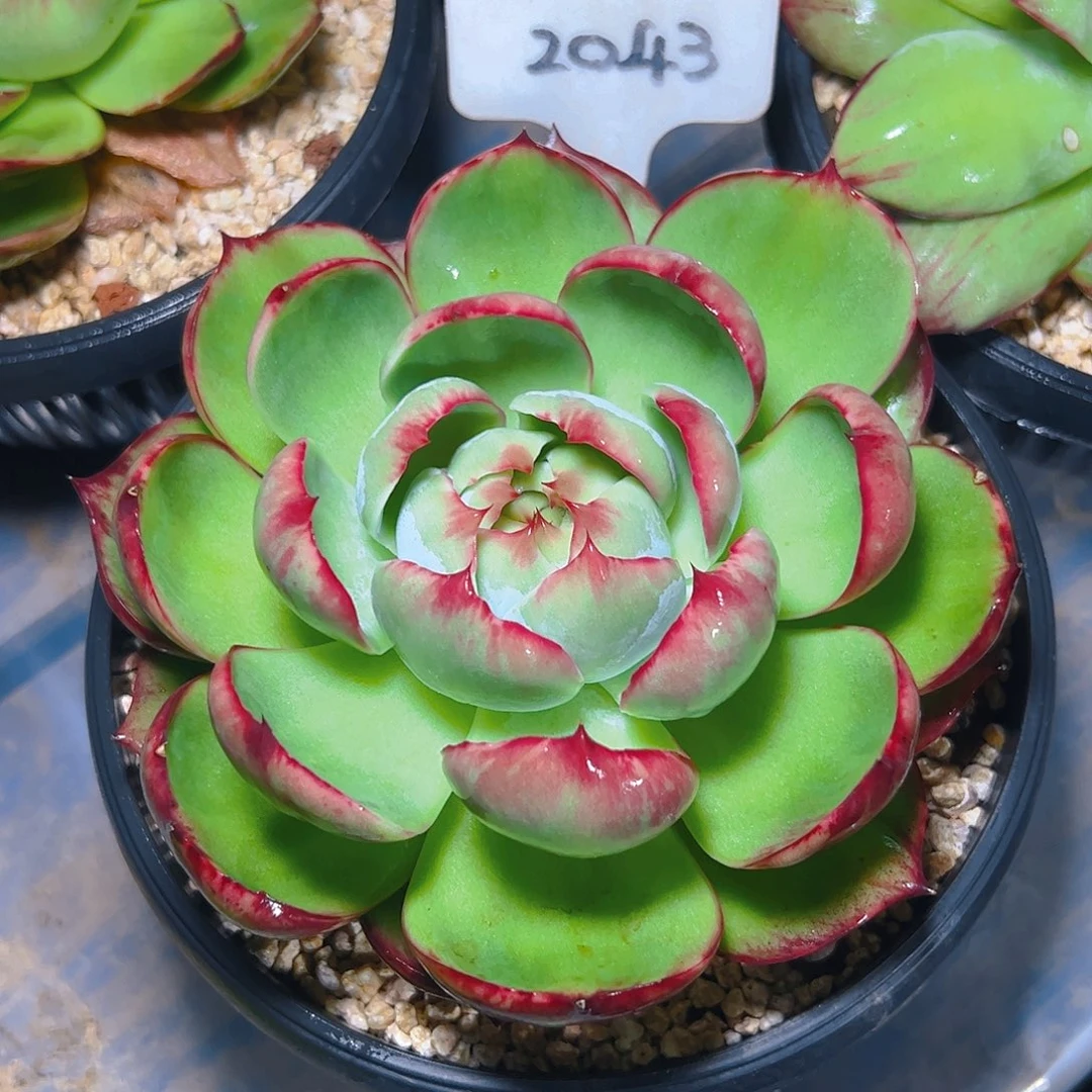 惊鸿仙子一物一拍2043号