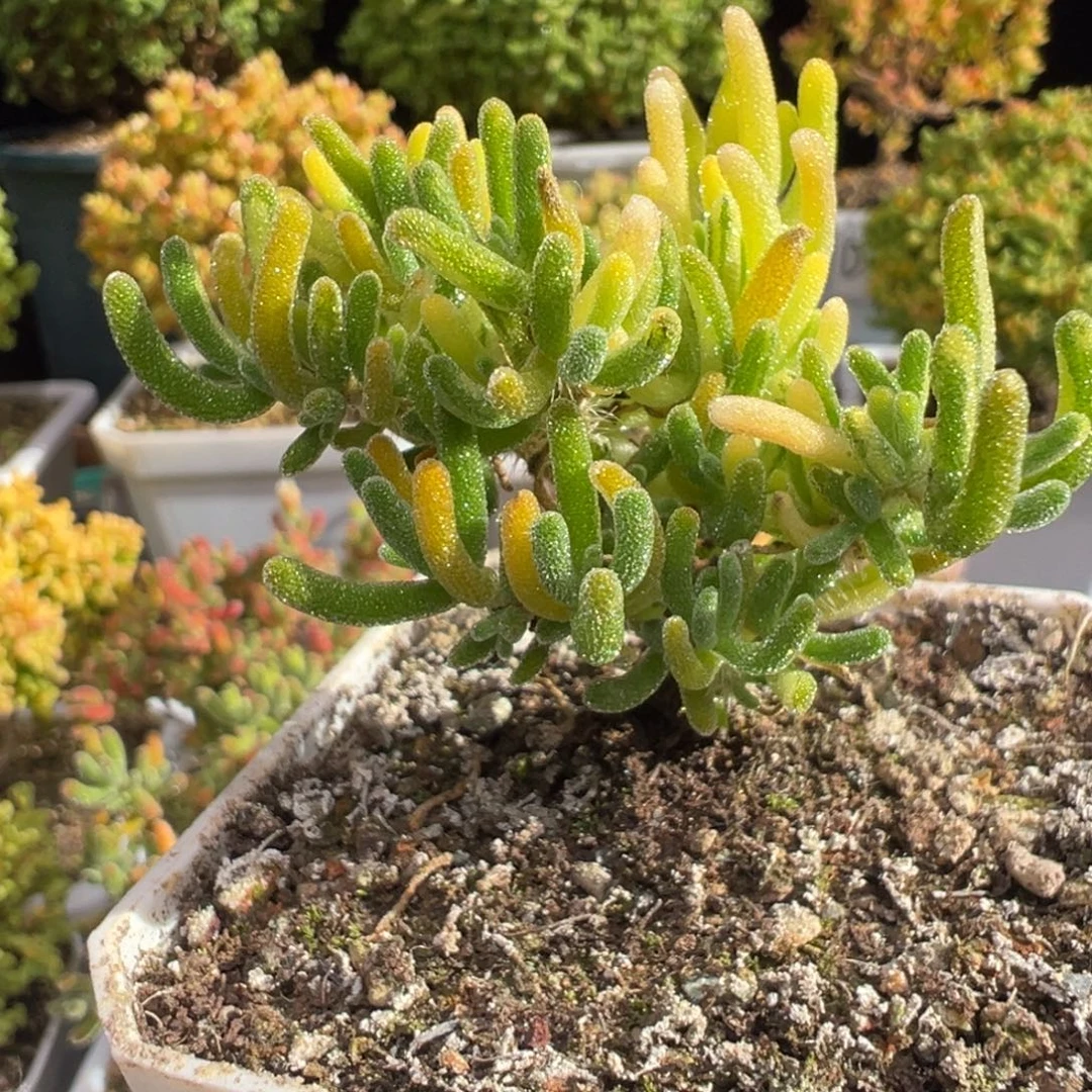 D7530荧光兔阴阳拉丝锦