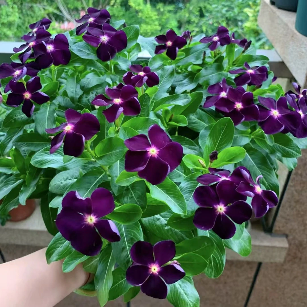 （晴天专属）天天开盆栽四季观花五叶梅花苗带花苞发货庭院好养易活