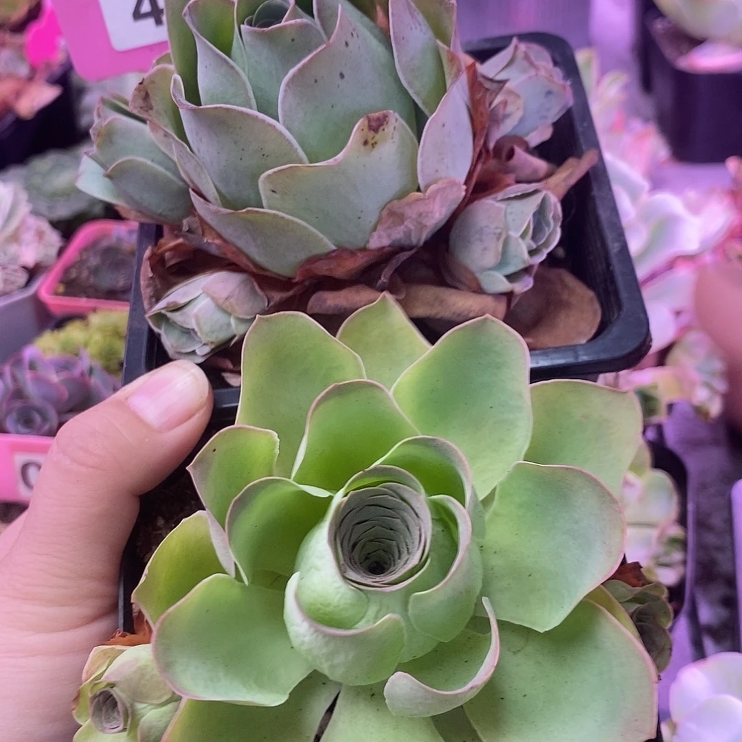 yjj401两个玫瑰一物一拍