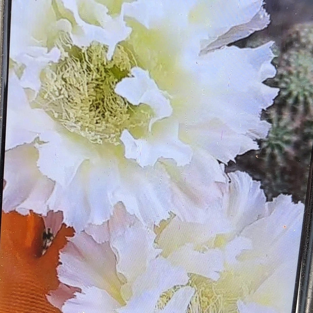 带根白可可彩侧牙20包邮