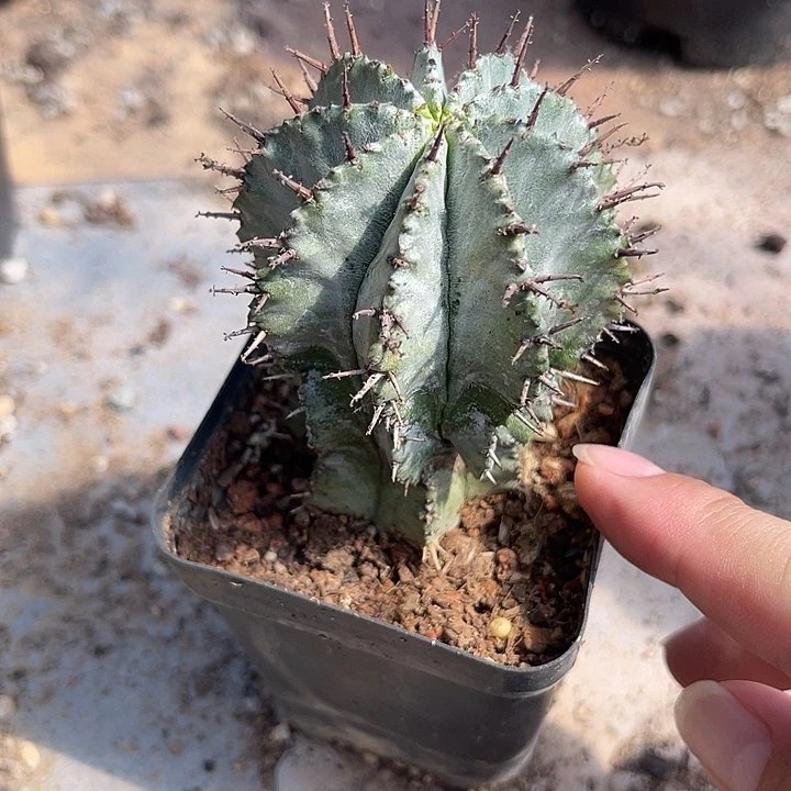无花朵白衣魁伟玉仙人球