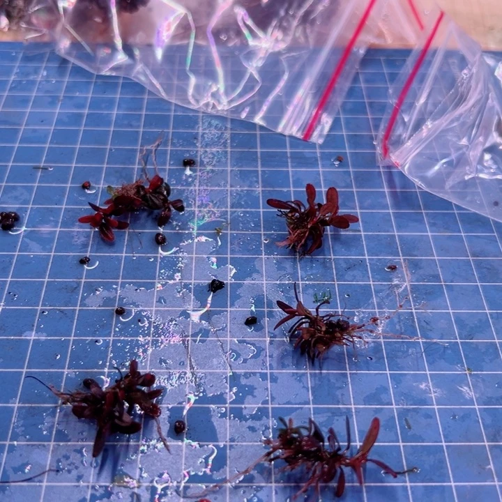 辣椒榕梅花玉福利