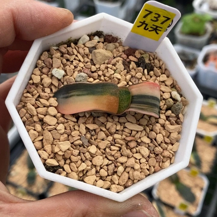 737号珍珠卧牛锦多肉植物