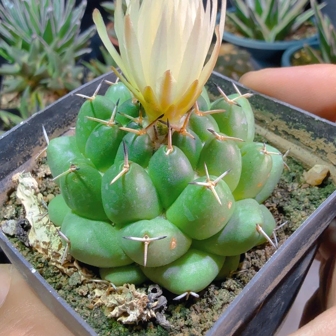 魔象实生多肉植物