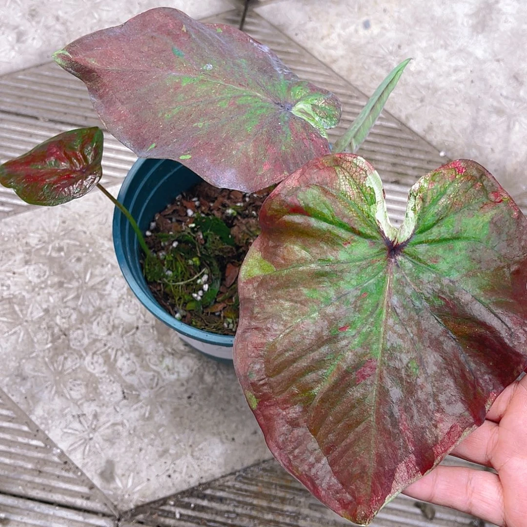 完全开放泰彩一物一拍1722