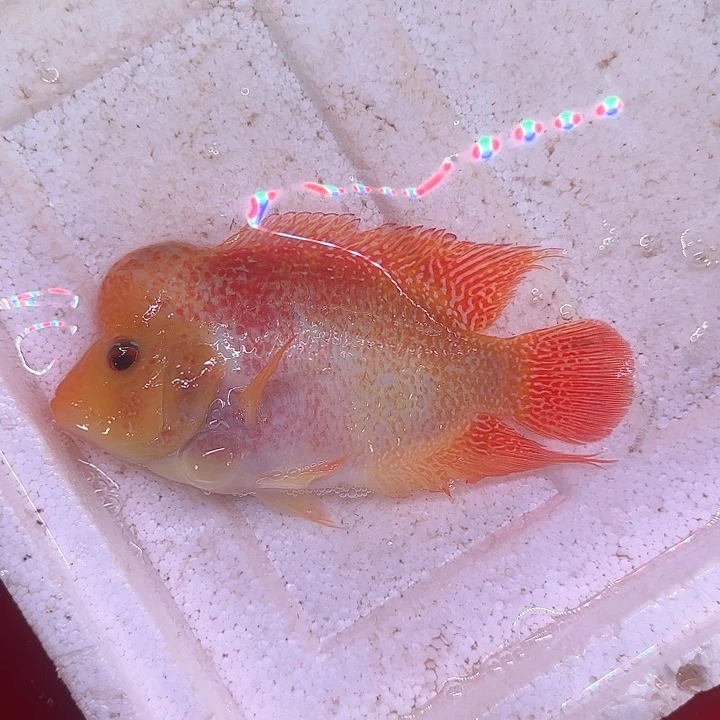 海水啊啊啊啊啊啊啊啊啊