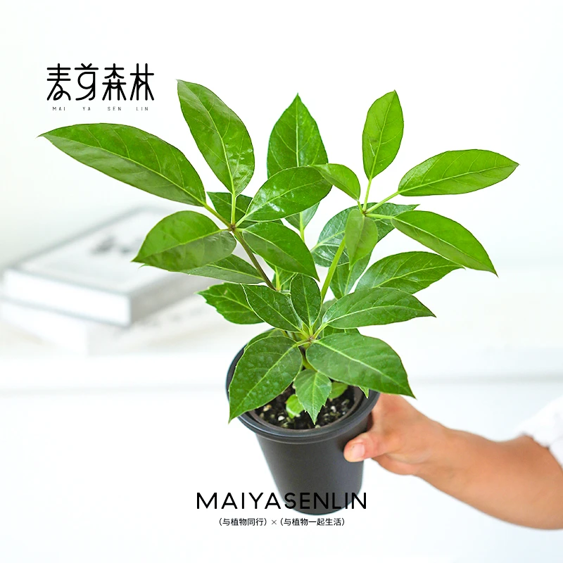 大叶伞室内造型绿植盆栽客厅办公室大盆栽好养四季常青