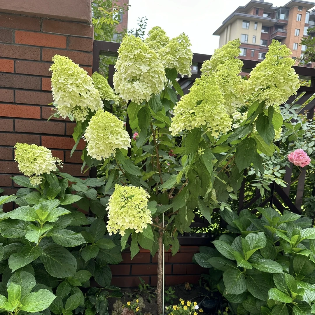 石灰灯绣球花【1.5加仑】盆栽庭院阳台新手易养护喜水花园植物