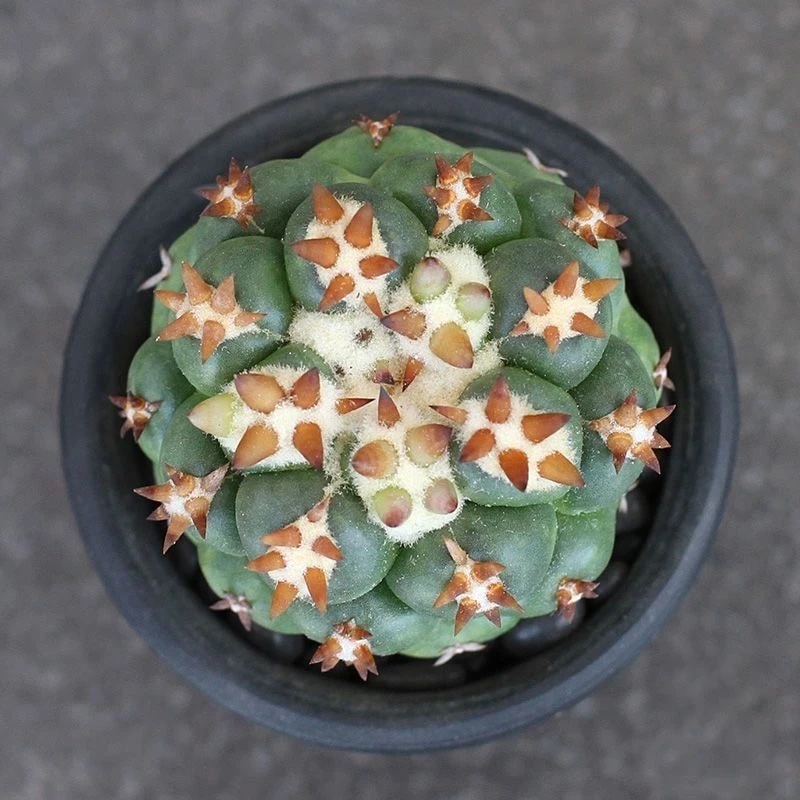 短豪刺象牙稀有品种仙人球新手好养办公室精品盆栽