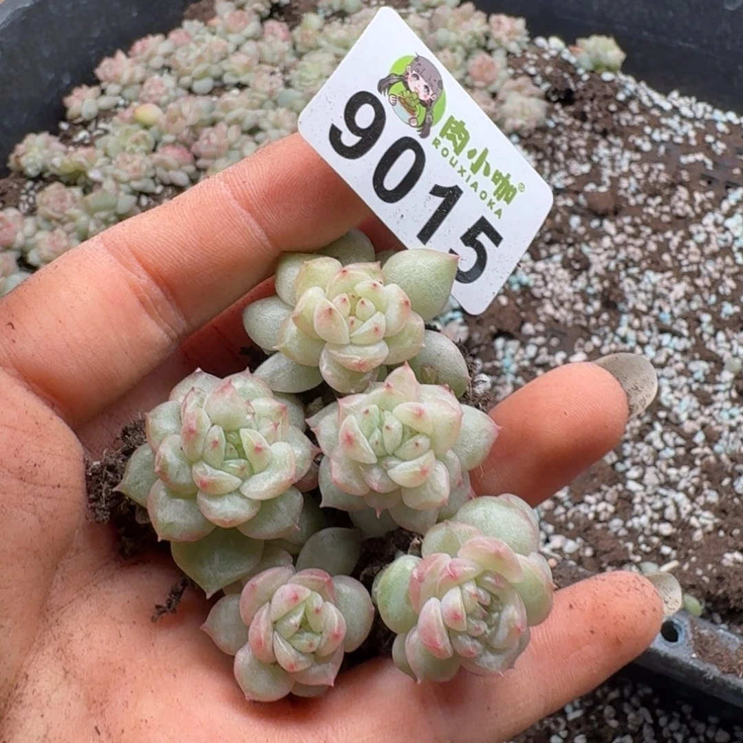 多肉植物多肉植物