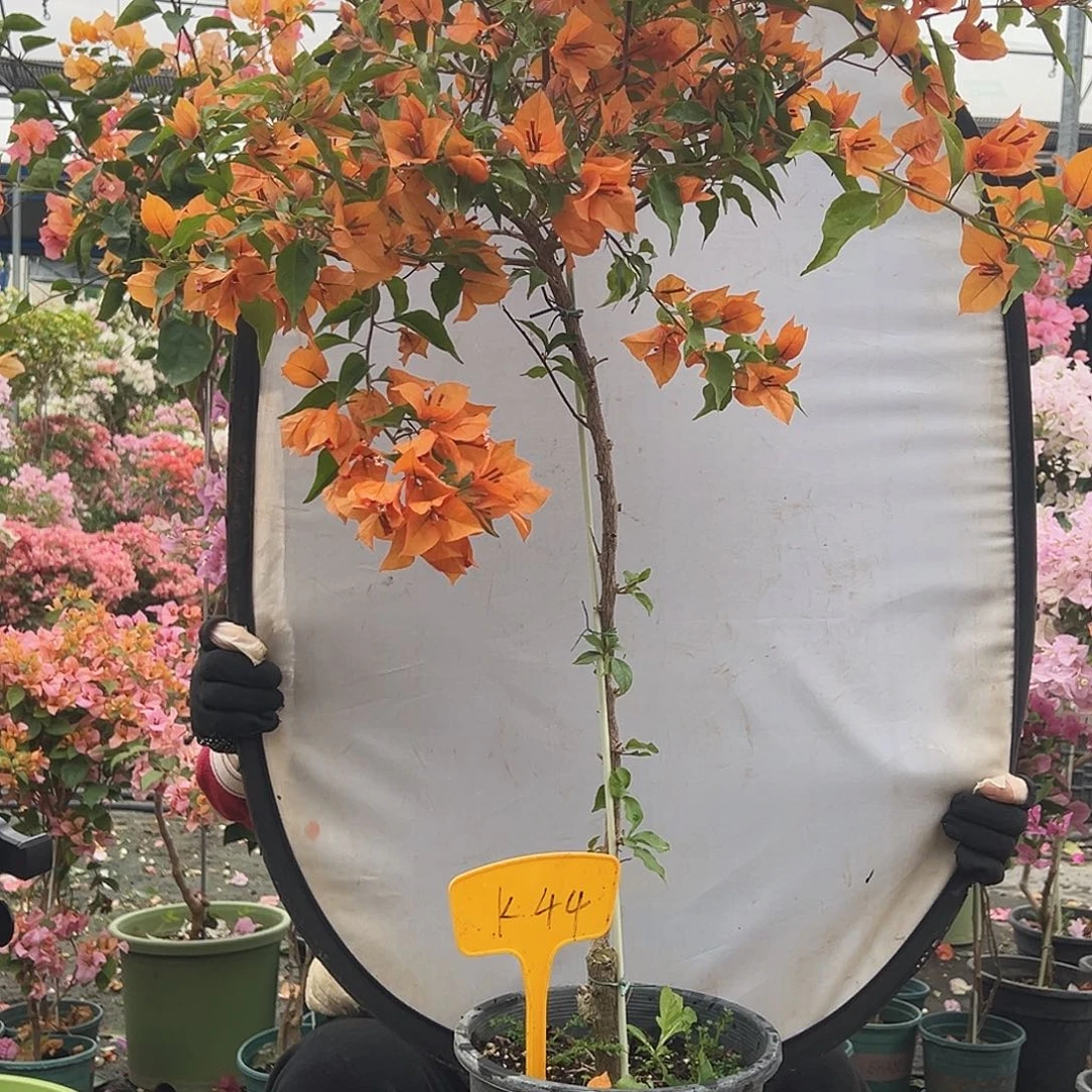 咯***咯大部分花苞少量开放K44橙桑巴