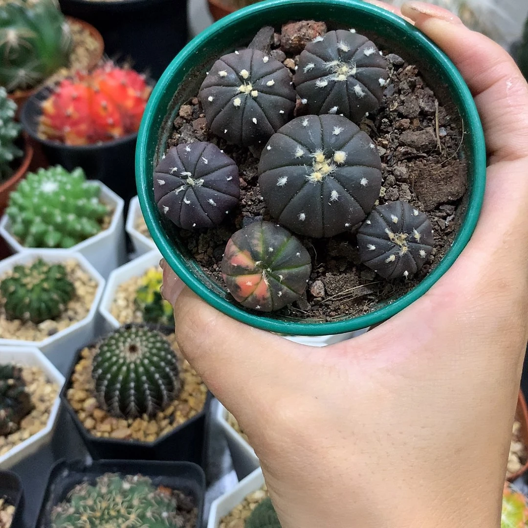 当前无花栽培后可以开花实生根紫皮兜
