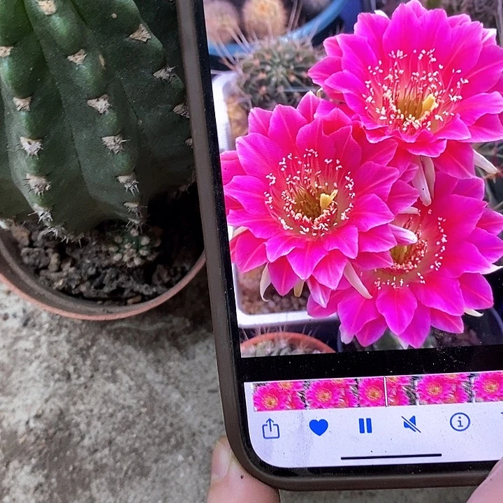 阿娥特娜丽花，2589900