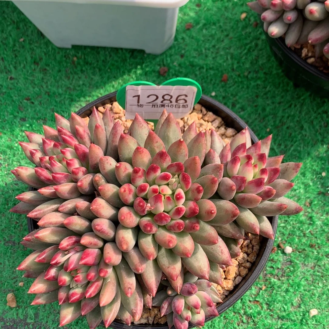 二代虞美人无砍平头1286