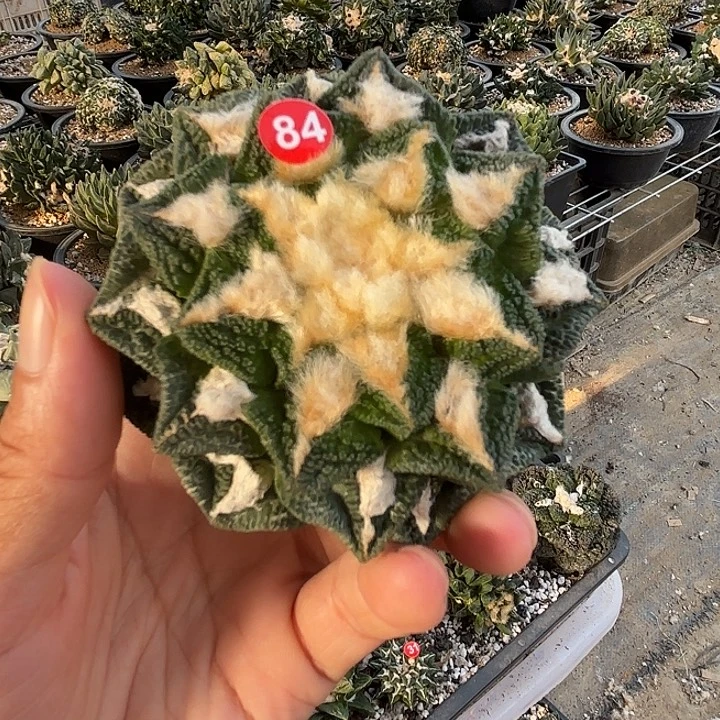 許****苗接落地仙人球84