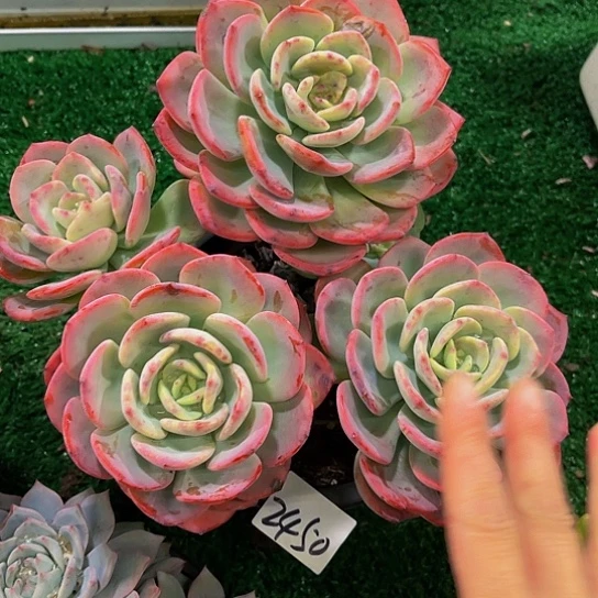 肥****露白月光辉2450