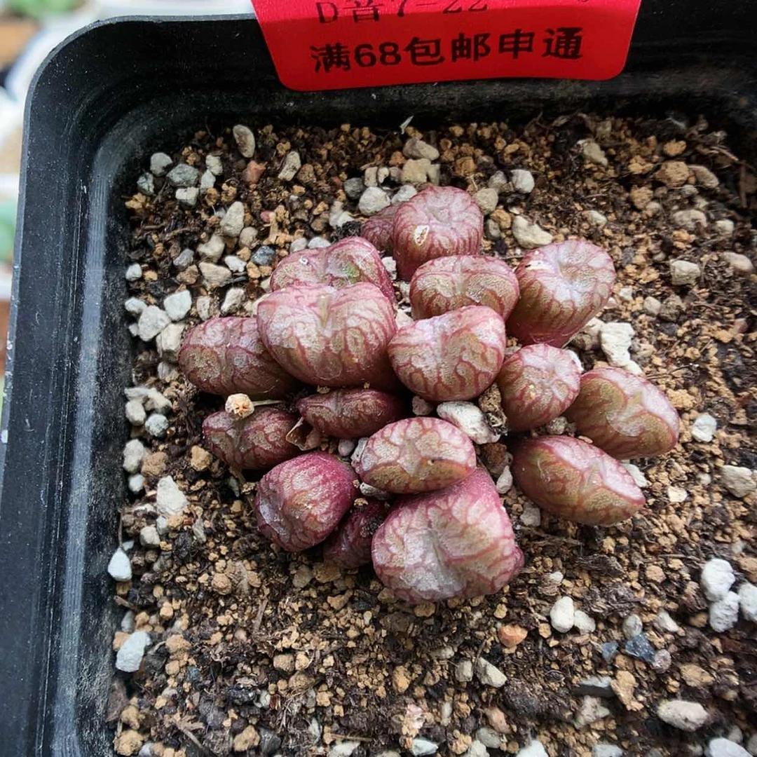 【闪购商品】7-22-6 铜壶 八