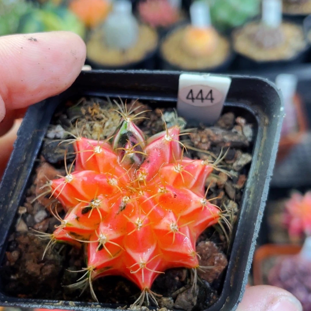 盆5公分满25包邮裸根发货