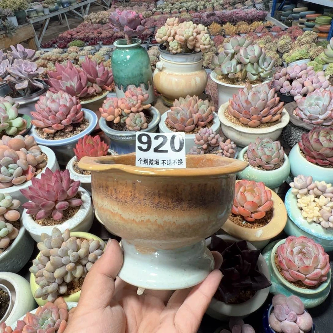 花盆满50发货 内口10