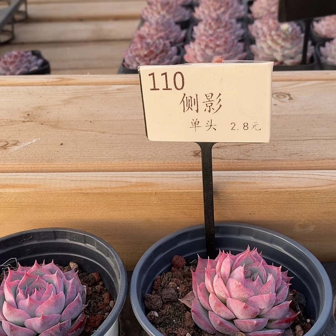 110侧影单头 福利多多