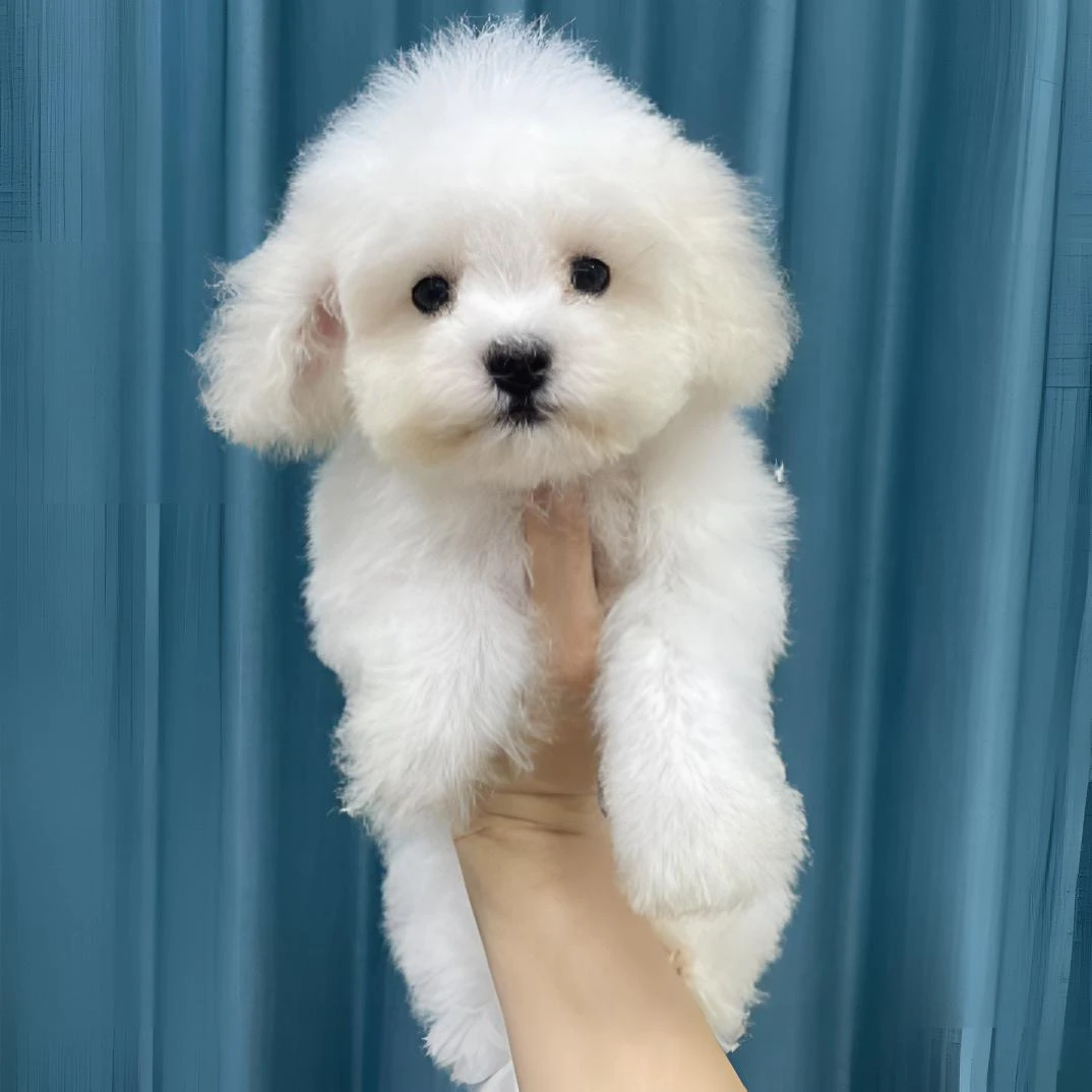 上新步政家精品比熊常州实体店大眼睛不掉毛性格好会定点萌纯白
