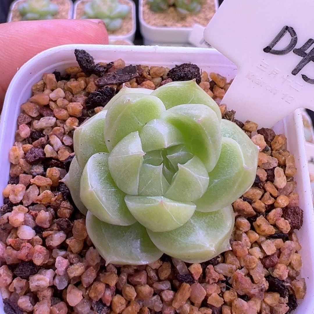 43号珍妮麦秆 晗雨多肉