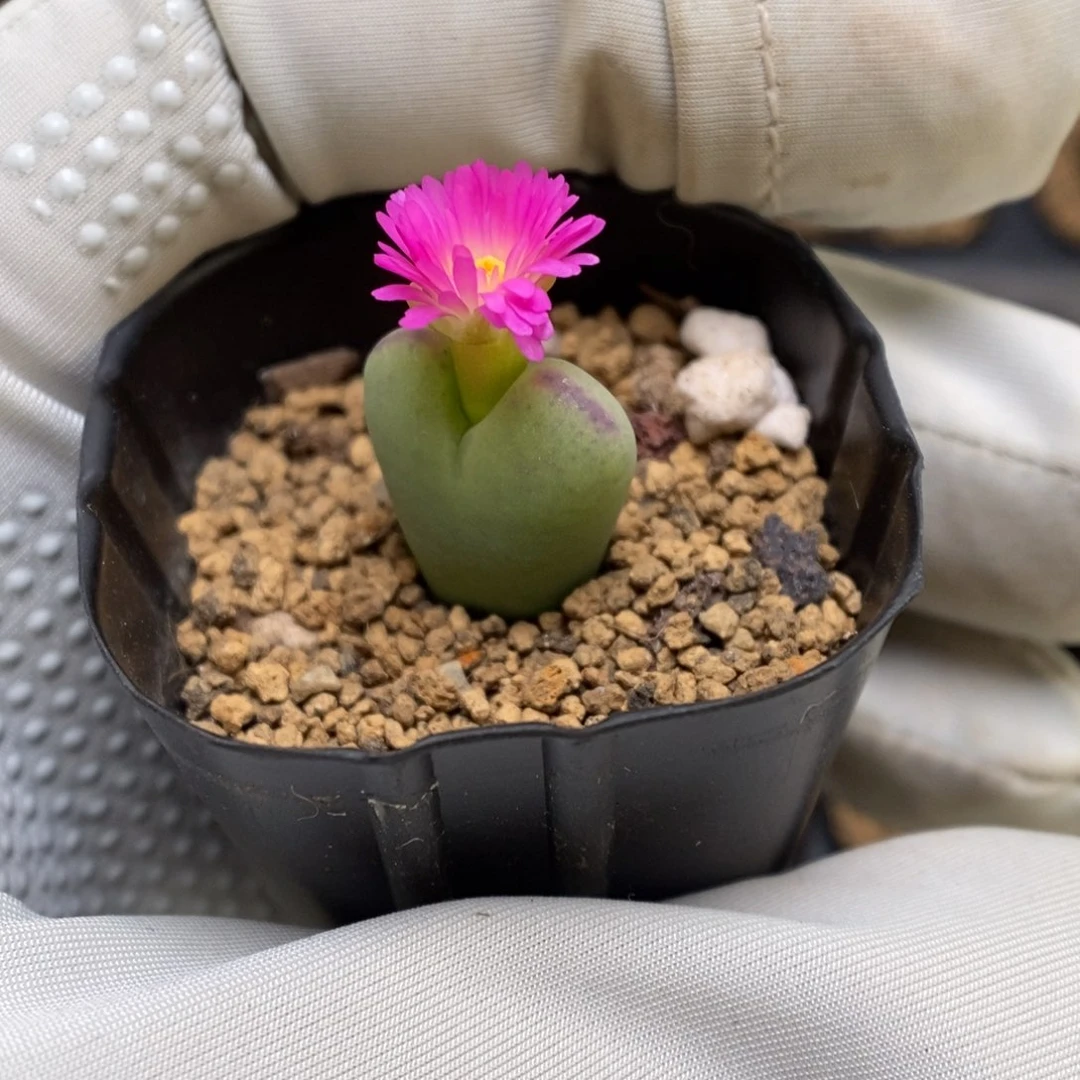 多肉植物肉锥杂交K-3493 红花将杂