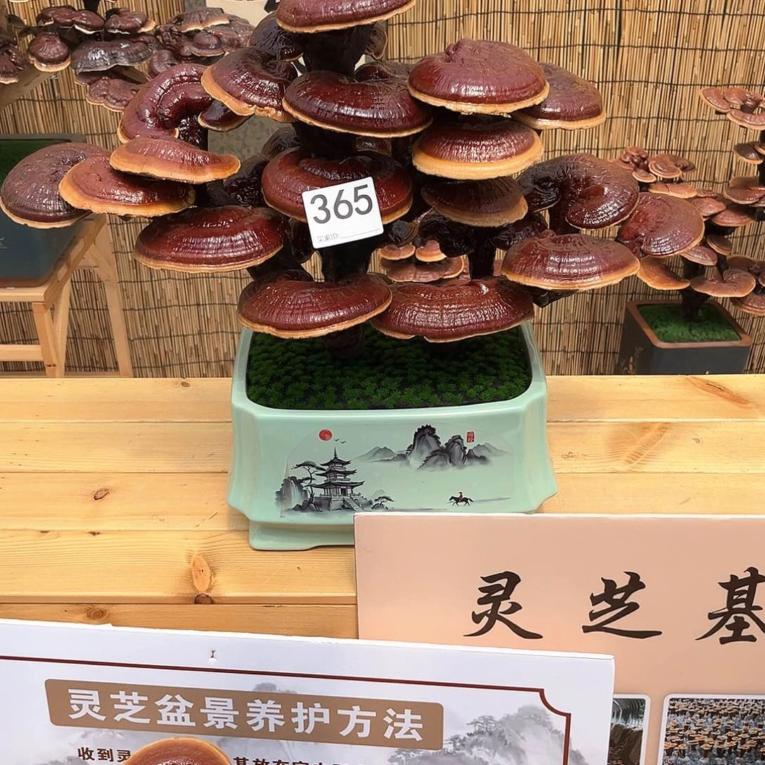 万事如意43000000000000