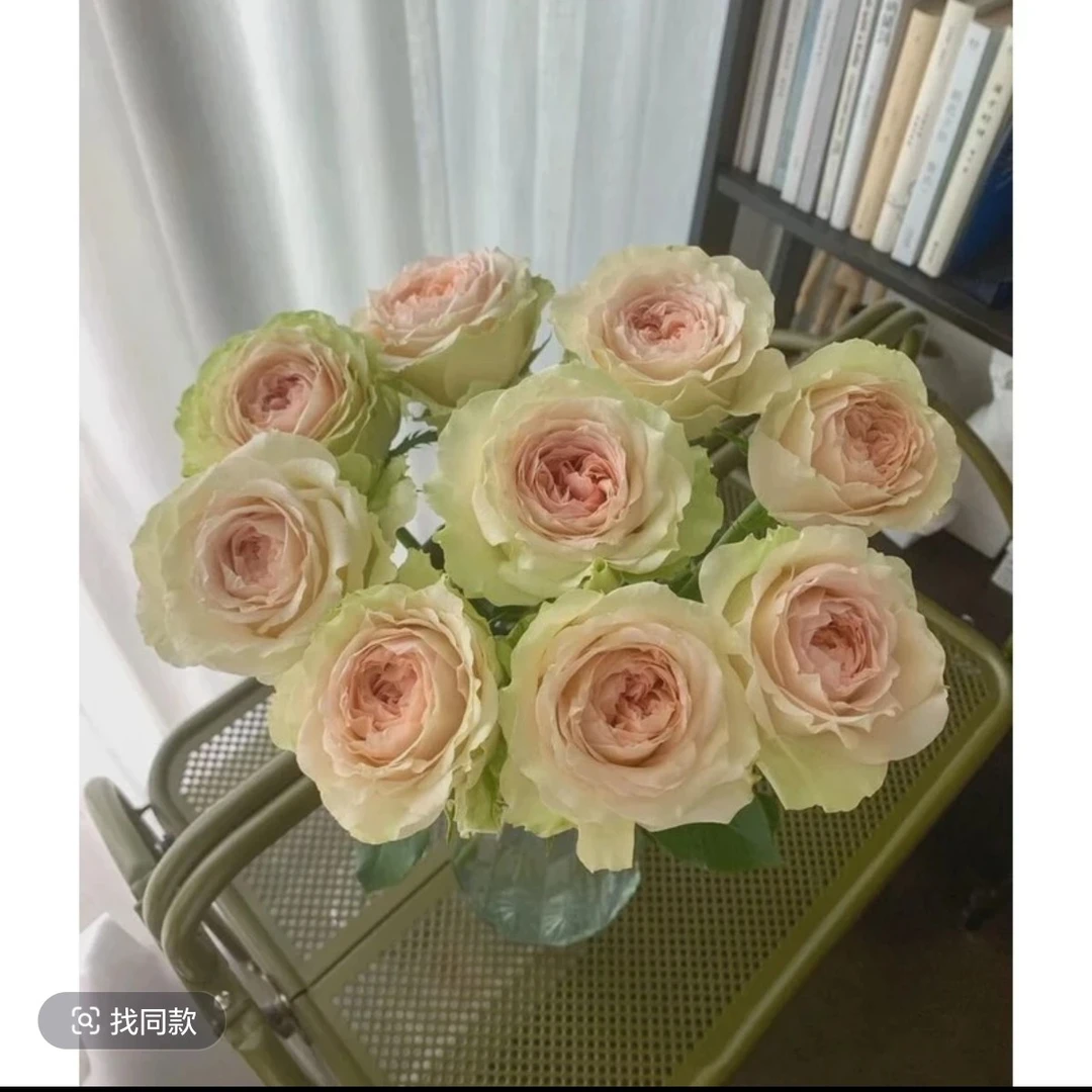 蔓越莓 超新品进口切花多季节重复开花