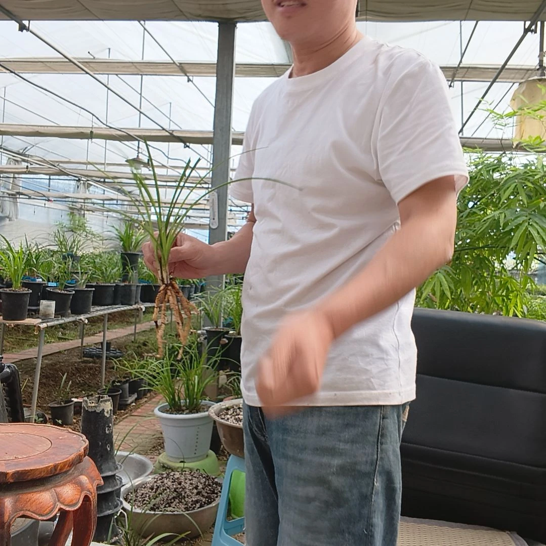 用***8无花朵蕙兰端惠梅