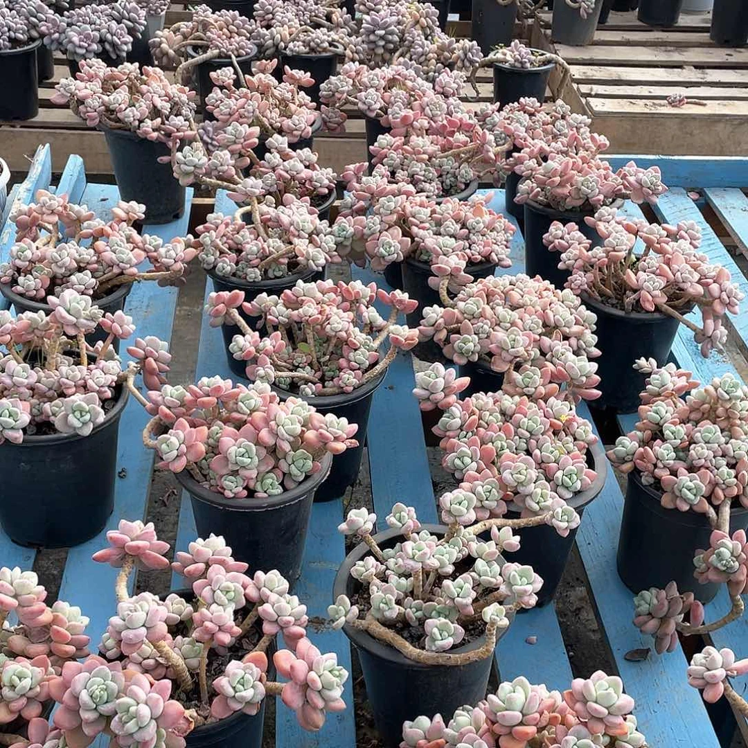 洛神24.8米 量拍多肉